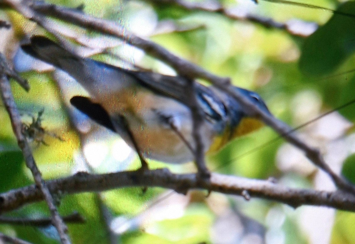 Northern Parula - ML633930464