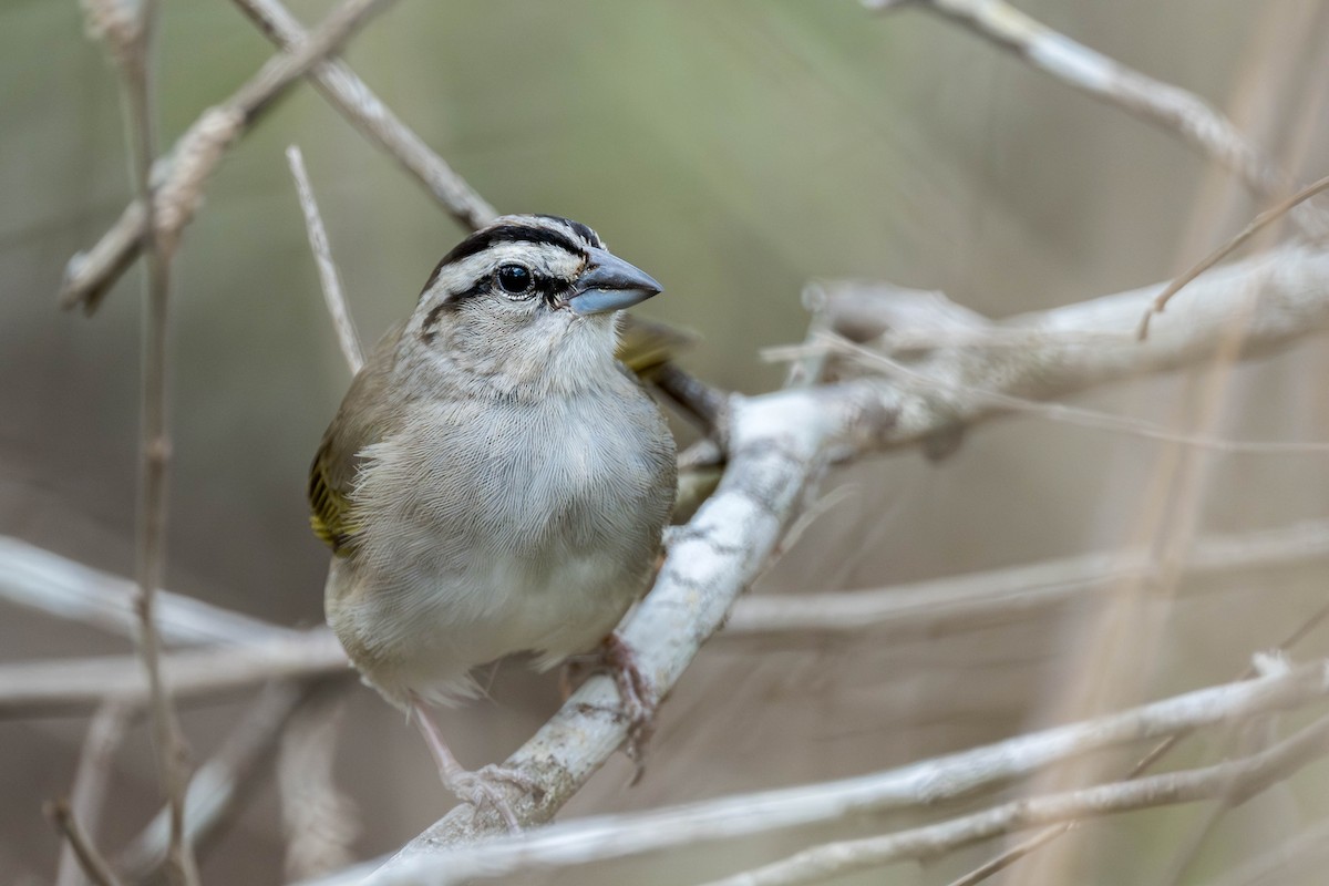 Tocuyo Sparrow - ML633930559
