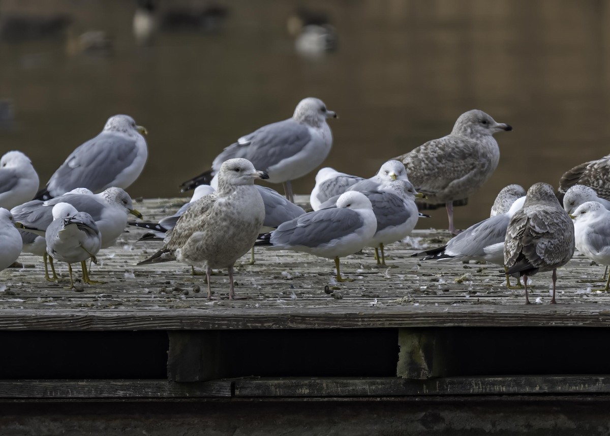 Iceland Gull - ML633930676
