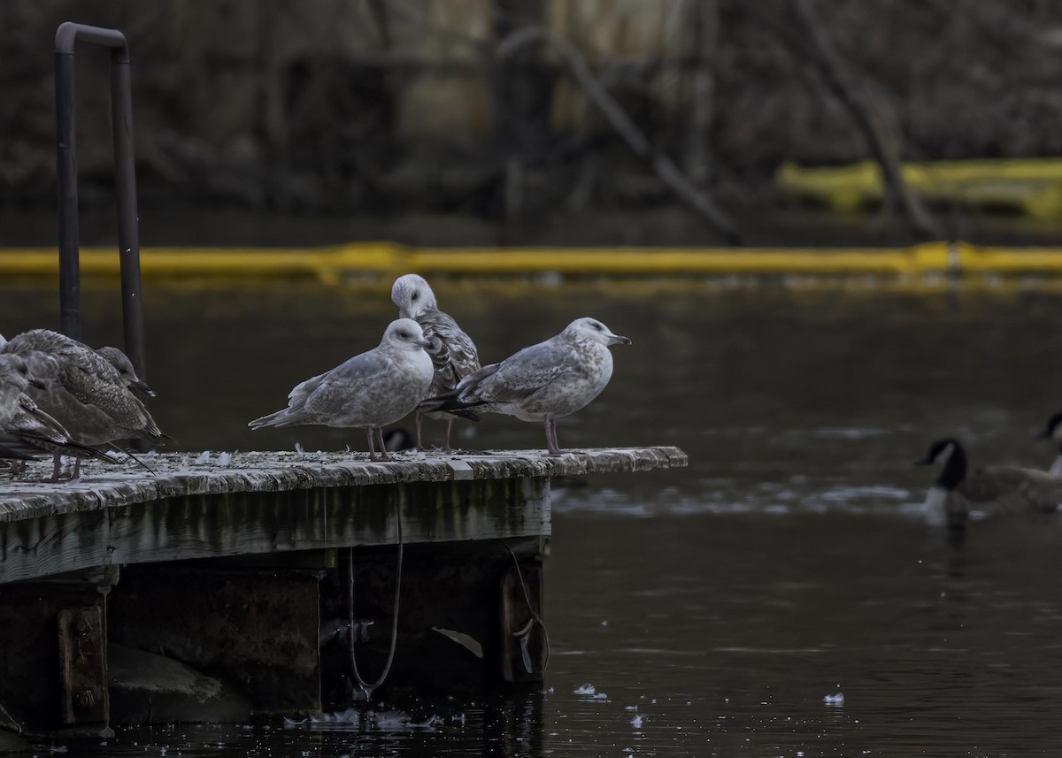 Iceland Gull - ML633930677