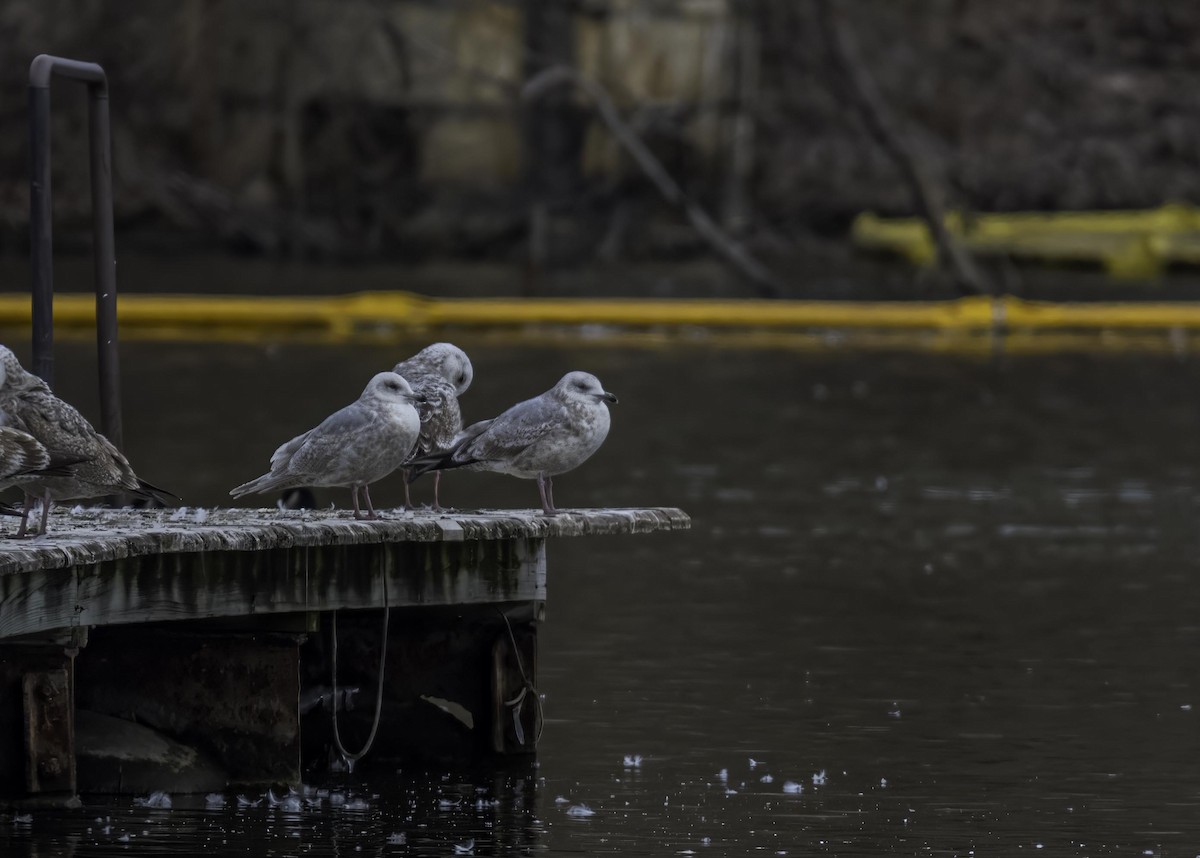 Iceland Gull - ML633930678