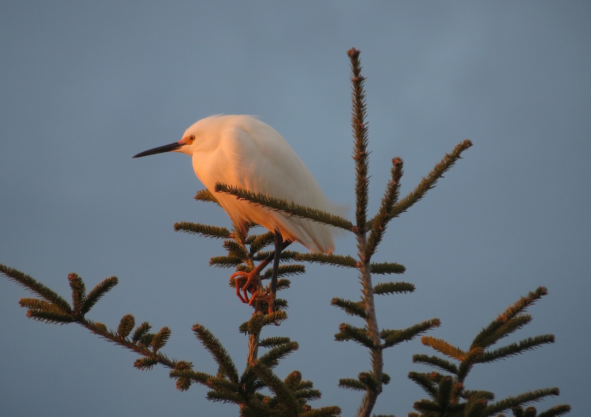 Snowy Egret - ML633930704
