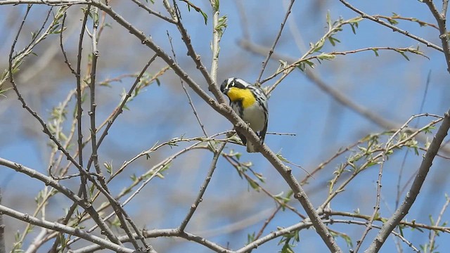 Paruline à gorge jaune - ML633930869
