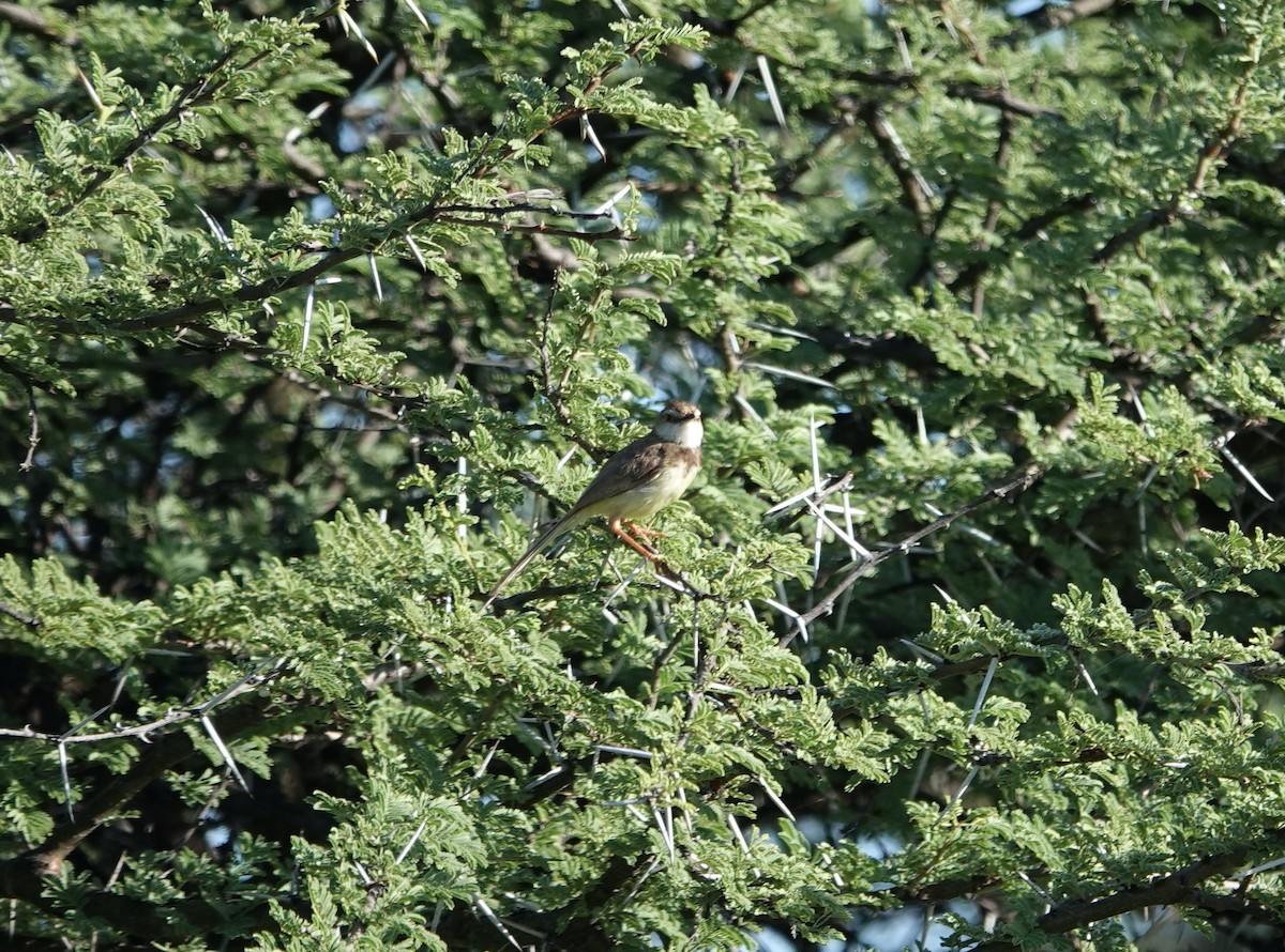 Black-chested Prinia - ML633930939