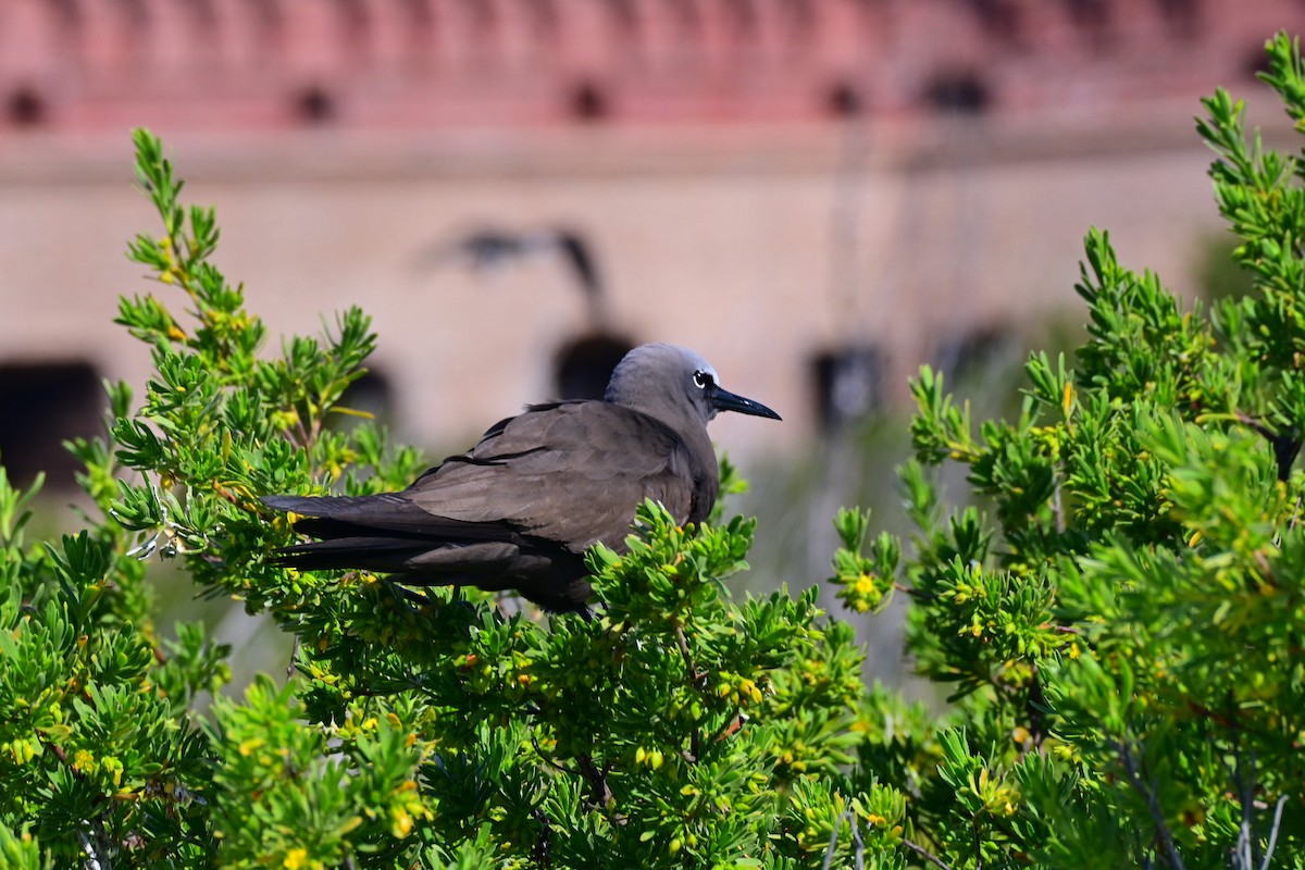 Brown Noddy - ML633930966