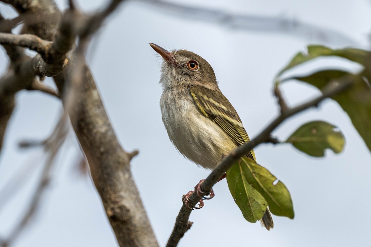 Pearly-vented Tody-Tyrant - ML633931081