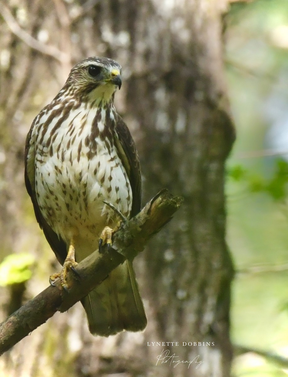 Broad-winged Hawk - ML633931291