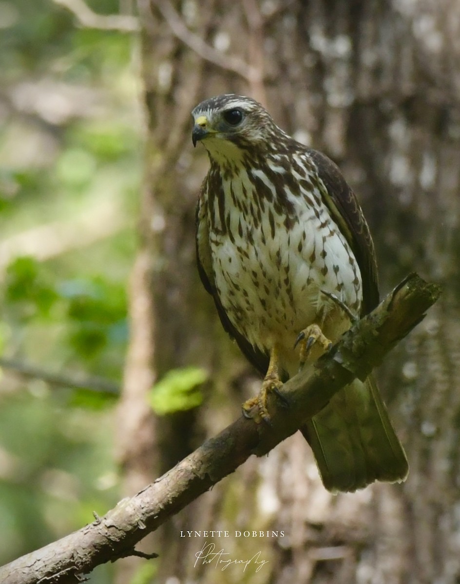 Broad-winged Hawk - ML633931292