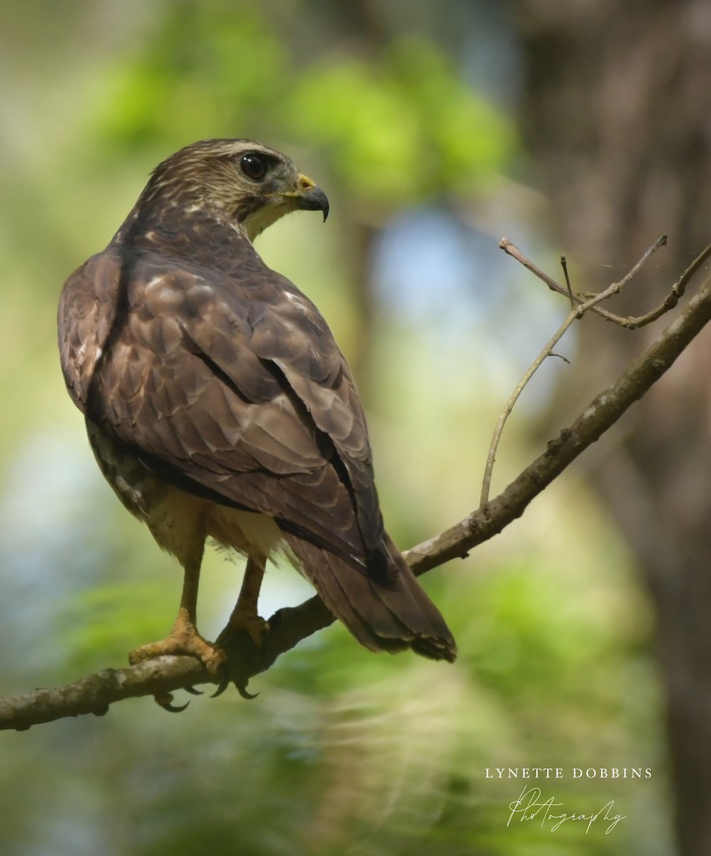 Broad-winged Hawk - ML633931293