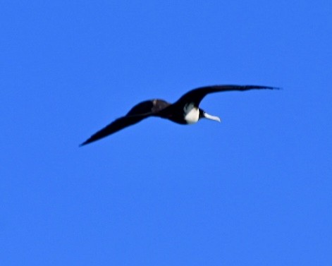 Magnificent Frigatebird - ML633931344