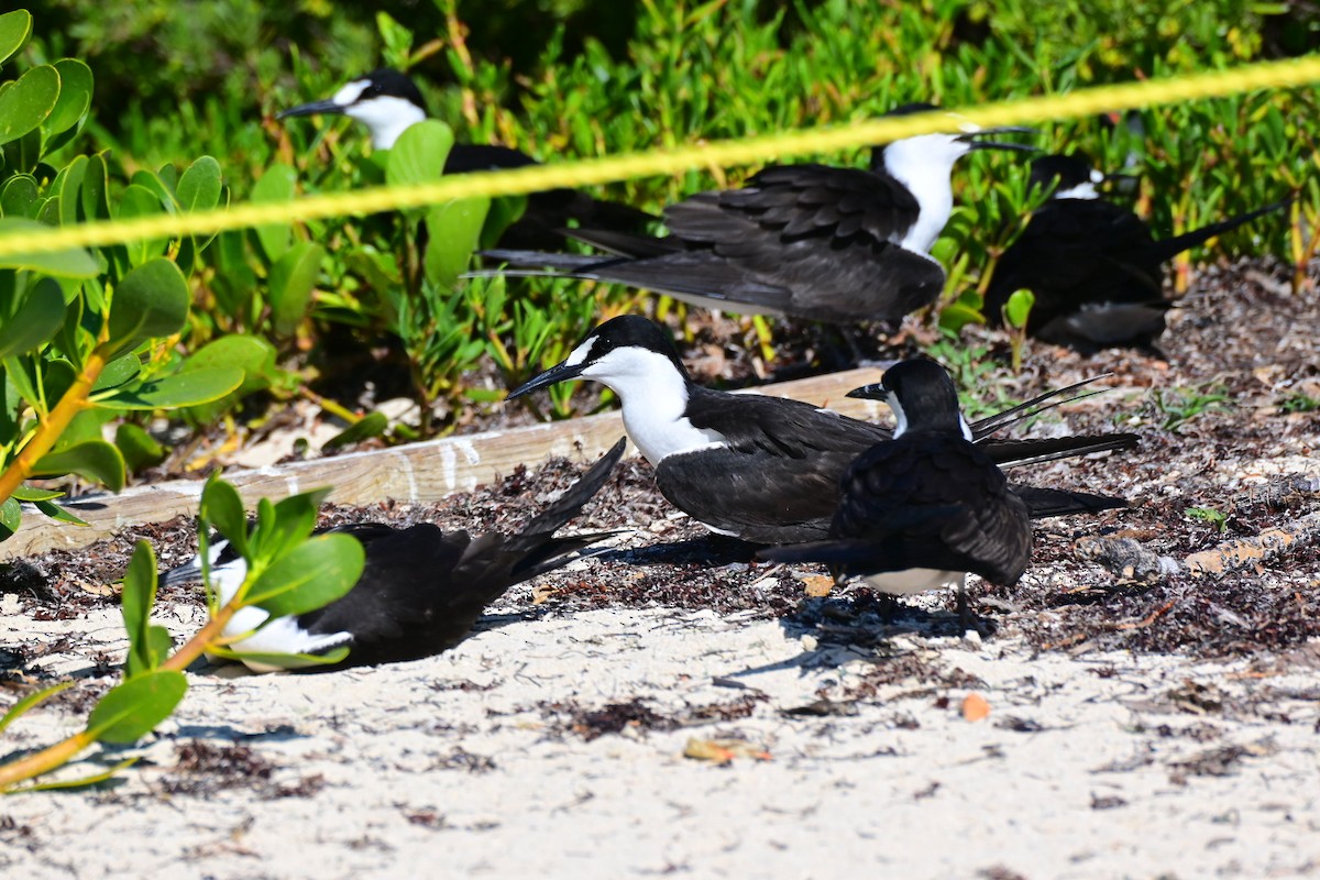Sooty Tern - ML633931378