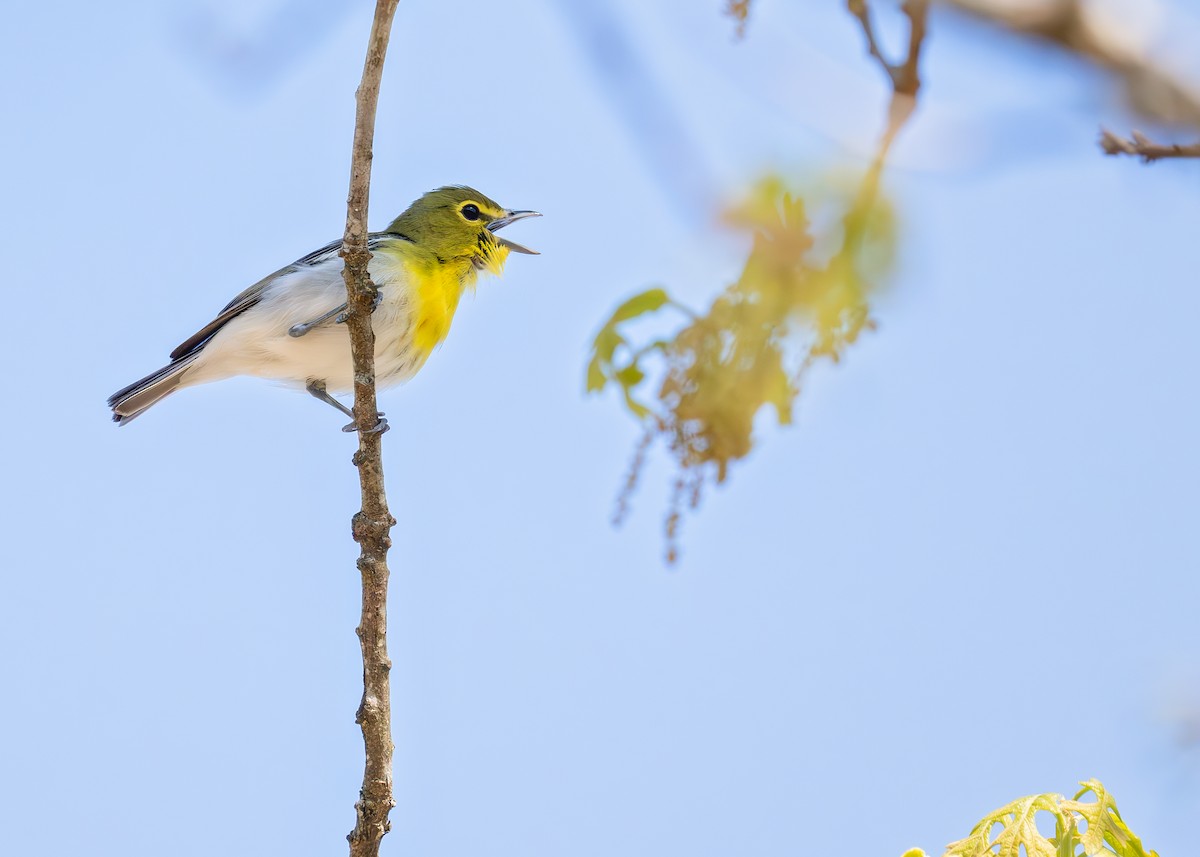 Sarı Gerdanlı Vireo - ML633931426