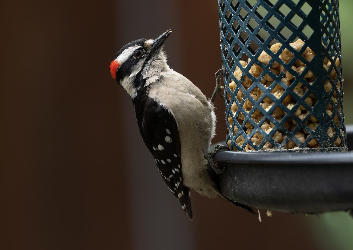 strakapoud osikový - ML633931469