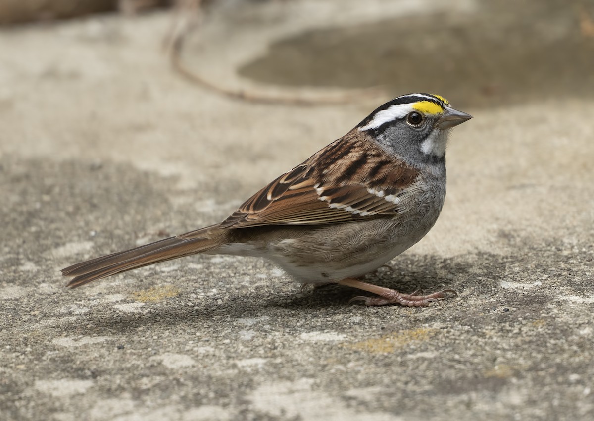 strnadec bělohrdlý - ML633931479