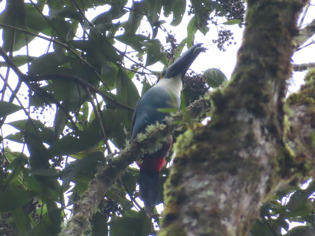Black-billed Mountain-Toucan - ML633931503