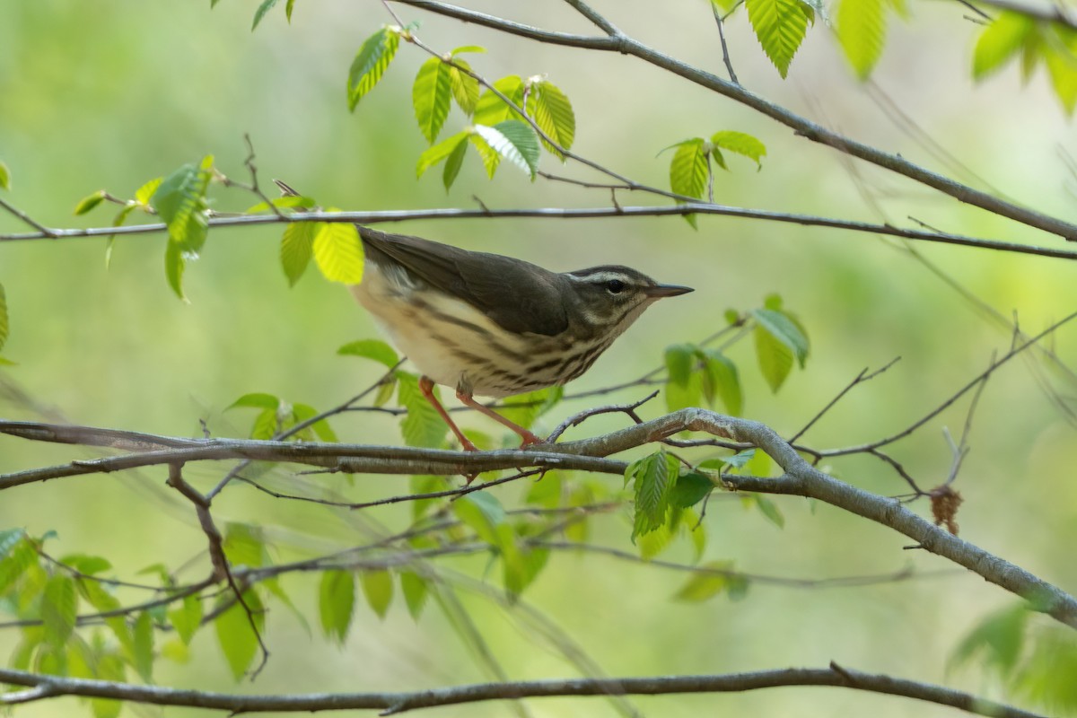 Louisiana Waterthrush - ML633931523