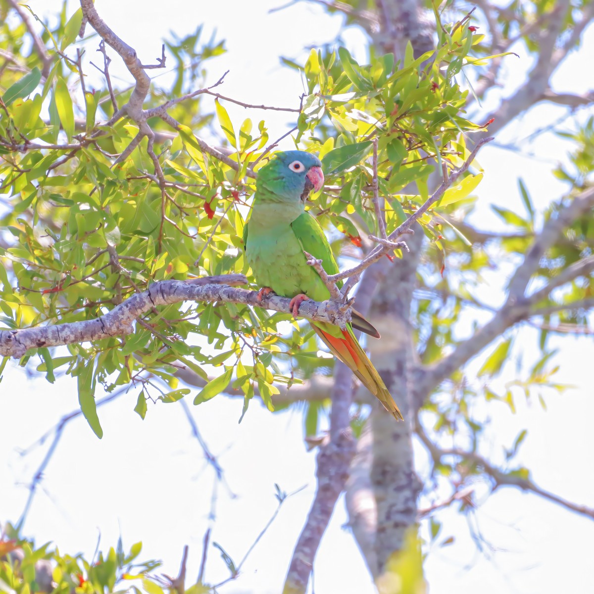 Blue-crowned Parakeet - ML633931551