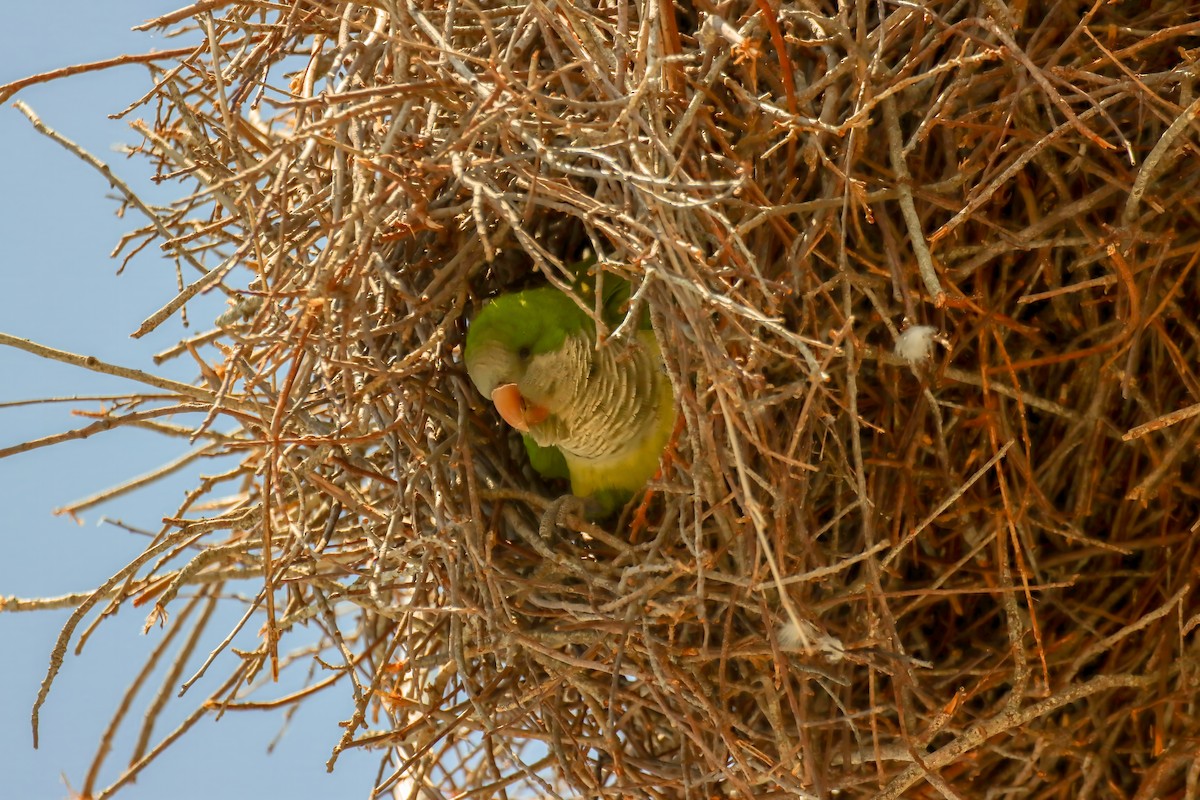 Monk Parakeet - ML633931561