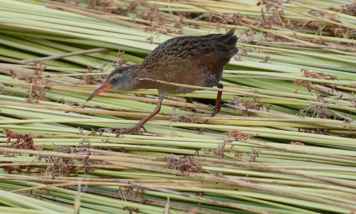 Ecuadorian Rail - ML633931804
