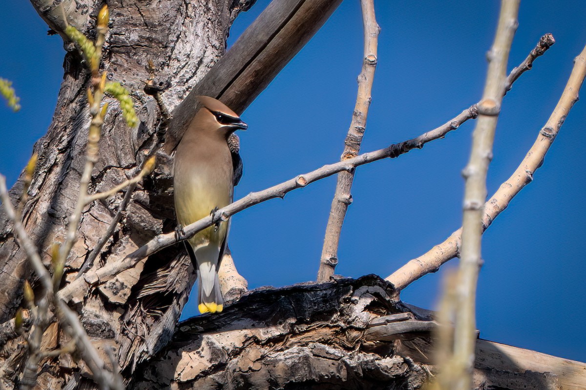 Cedar Waxwing - ML633931815