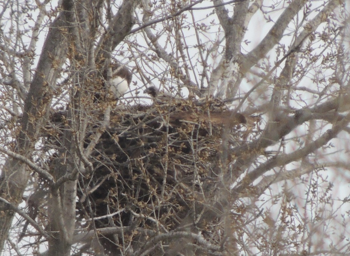 Bald Eagle - ML633931933