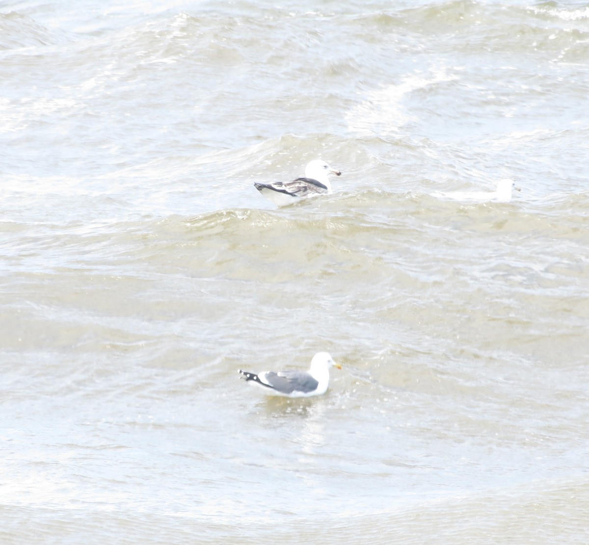 Lesser Black-backed Gull - ML633931947
