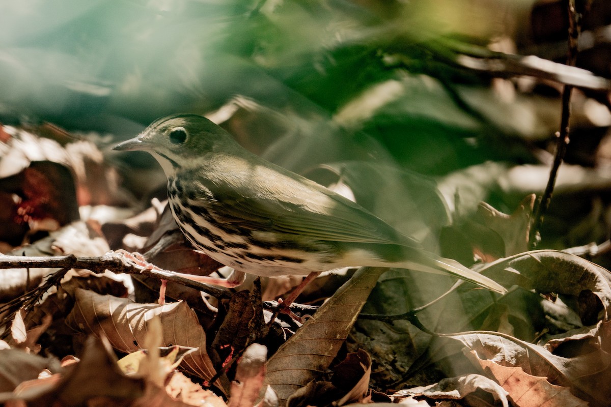 Ovenbird - ML633931949