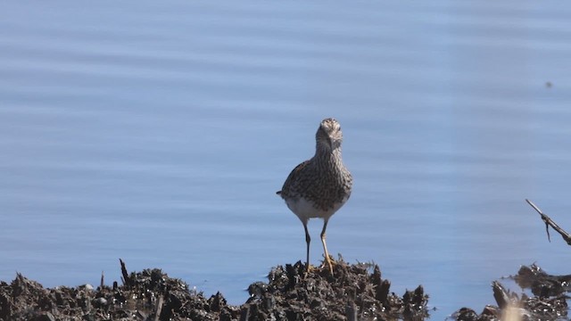 Pectoral Sandpiper - ML633931963