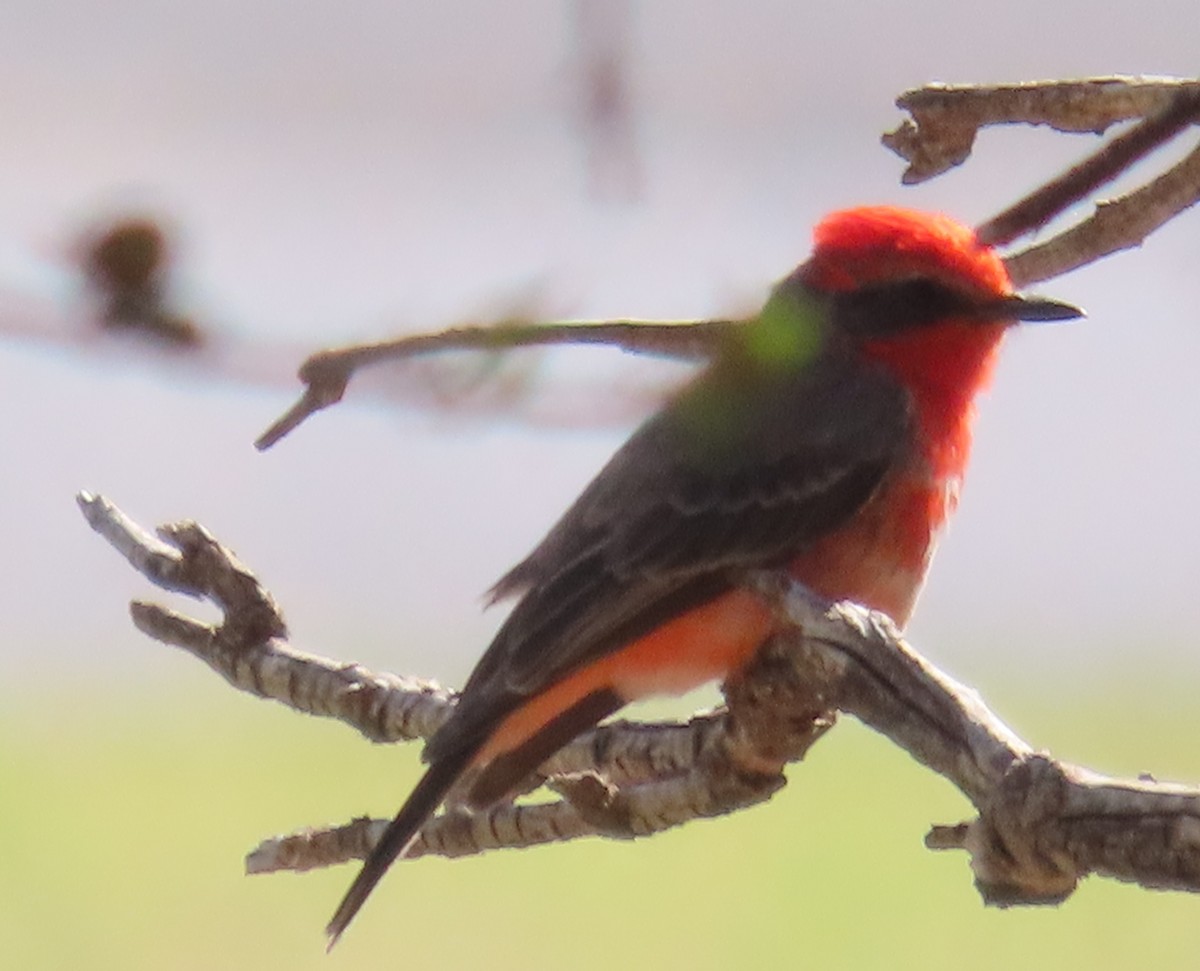Vermilion Flycatcher - ML633931987