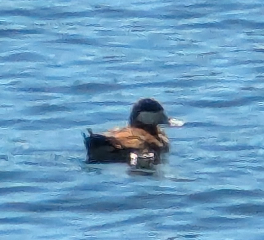 Ruddy Duck - ML633931997