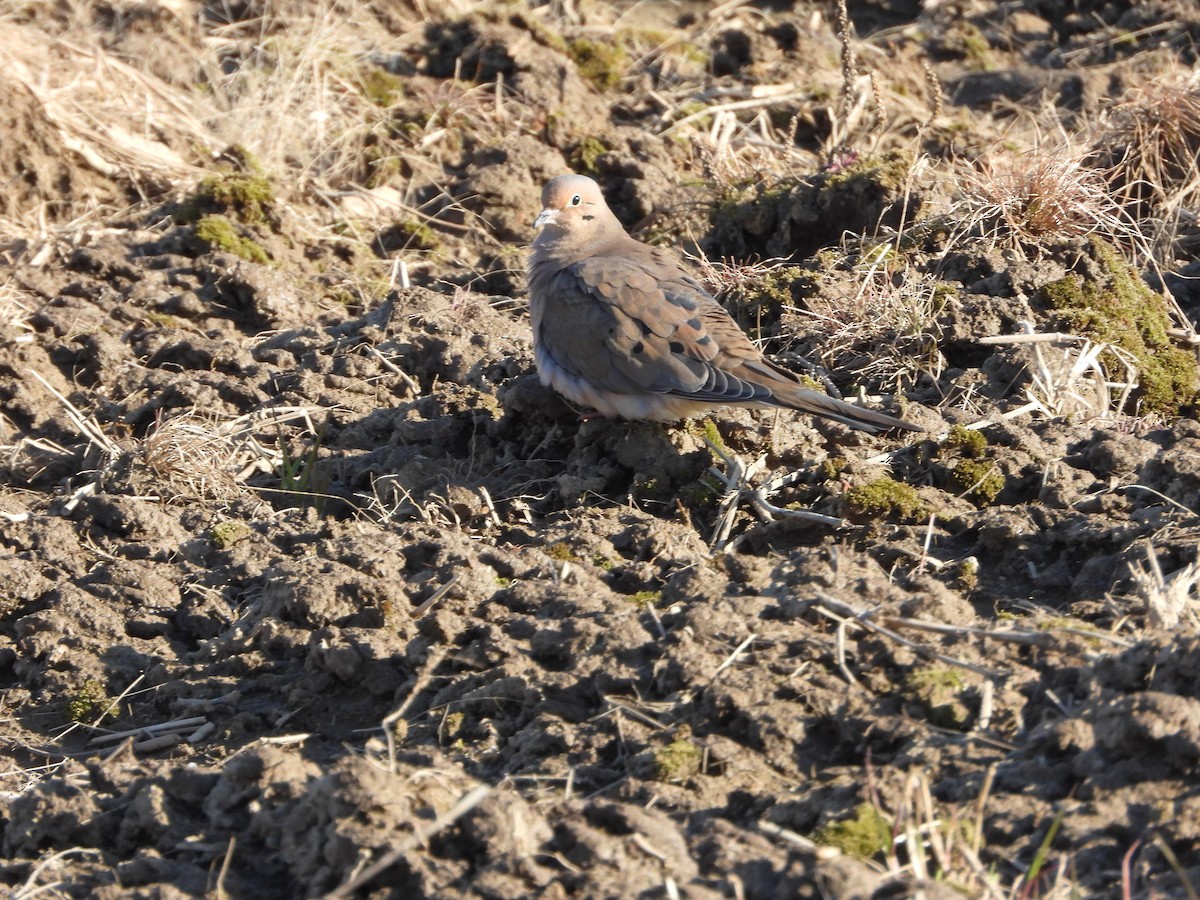 Mourning Dove - ML633932077