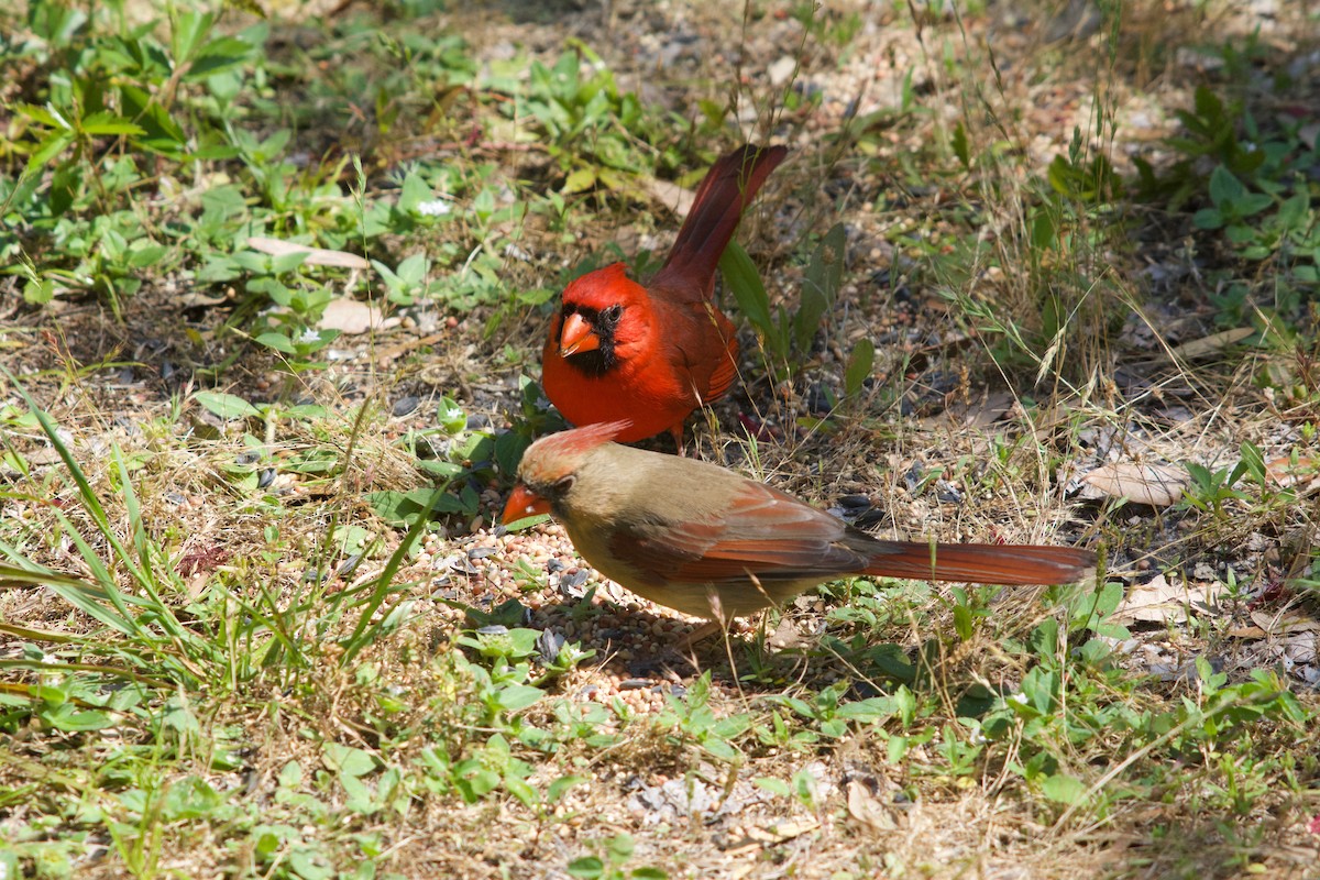 Northern Cardinal - ML633932180