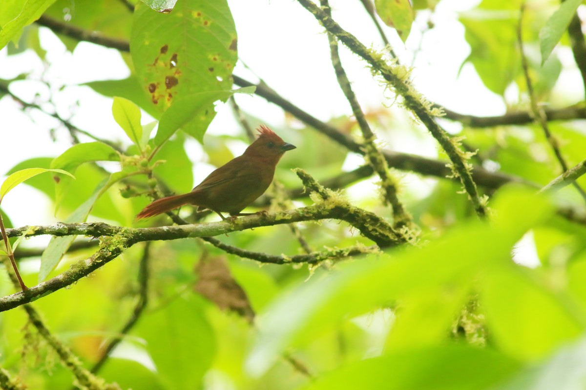 Crested Ant-Tanager - ML633932237