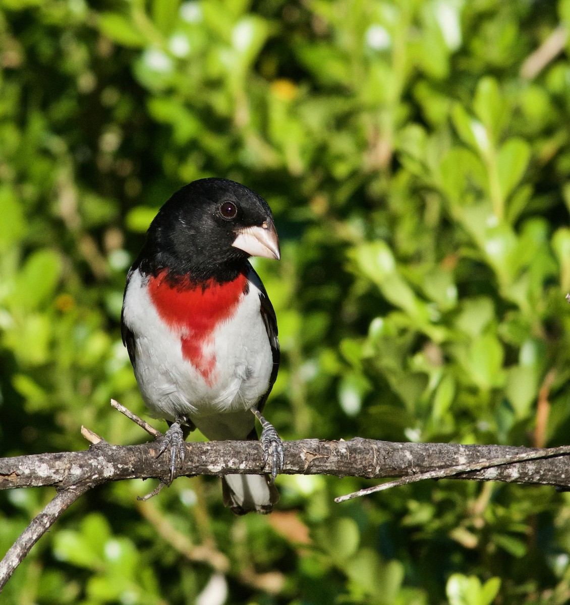 Rose-breasted Grosbeak - ML633932280