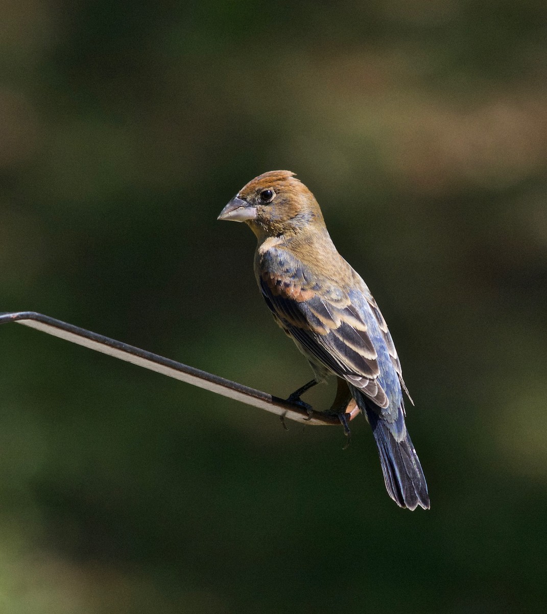 Blue Grosbeak - ML633932382