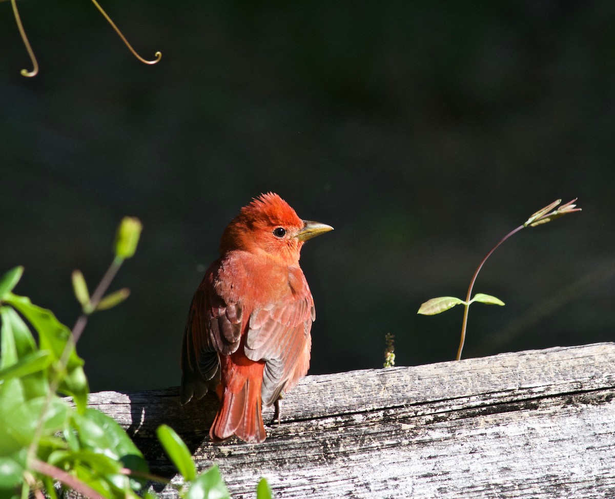 Summer Tanager - ML633932413