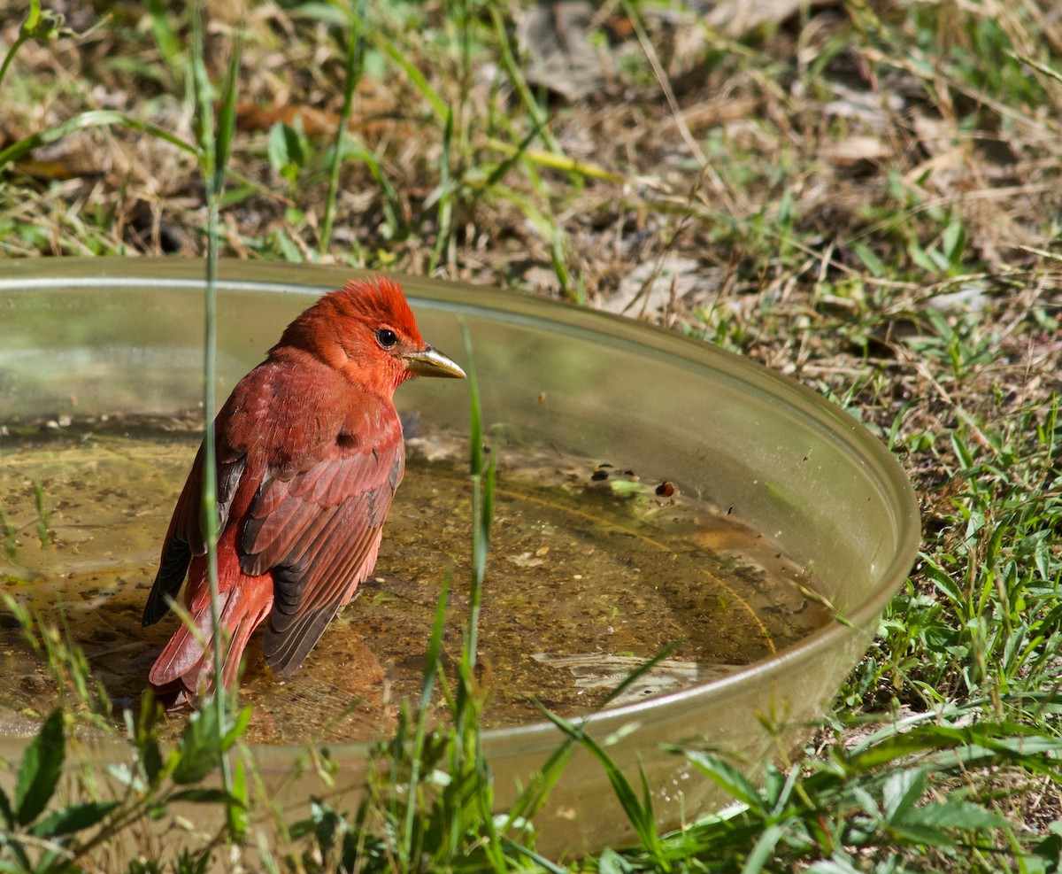 Summer Tanager - ML633932414