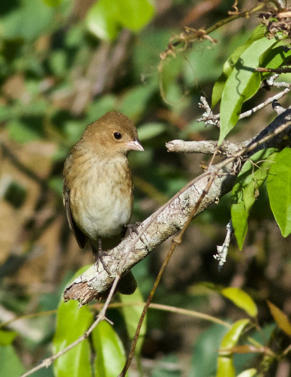 Indigo Bunting - ML633932461
