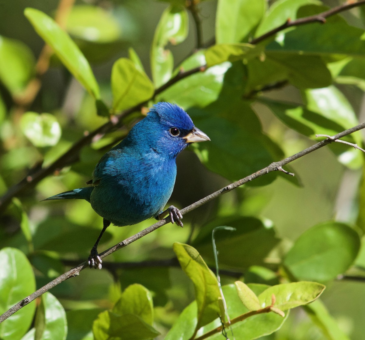 Indigo Bunting - ML633932469
