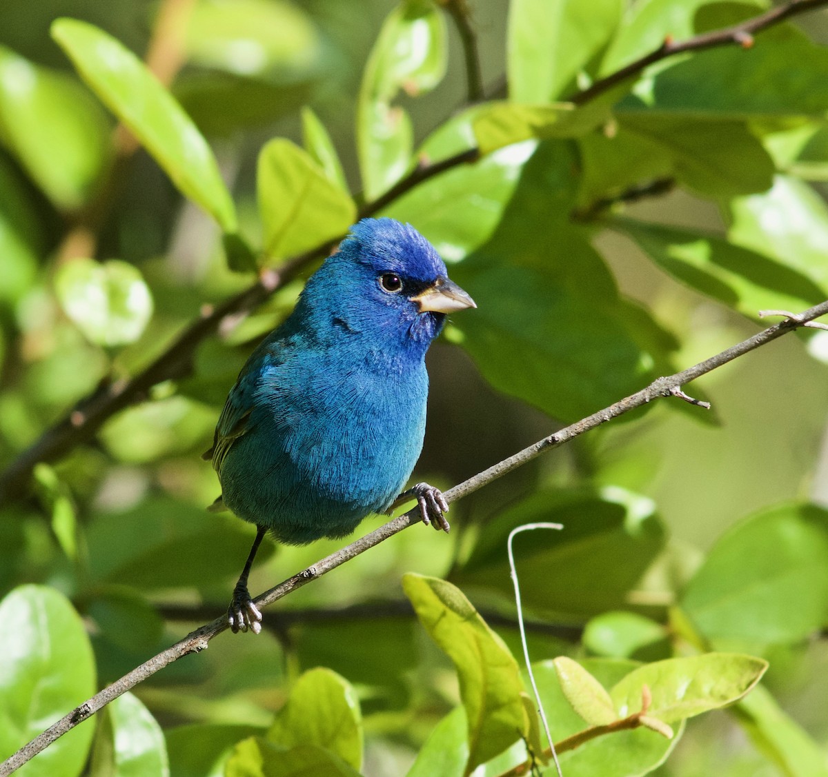 Indigo Bunting - ML633932470
