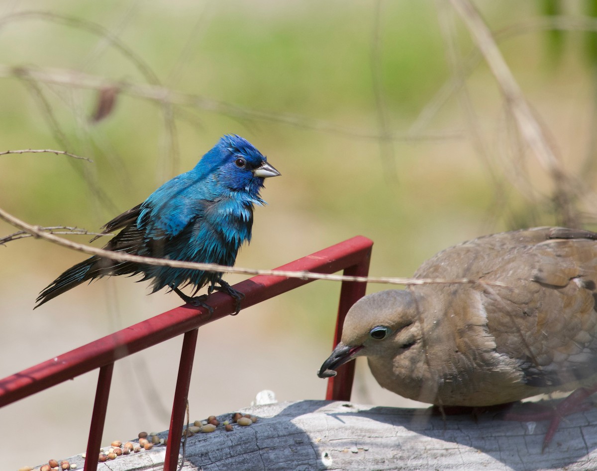 Indigo Bunting - ML633932475