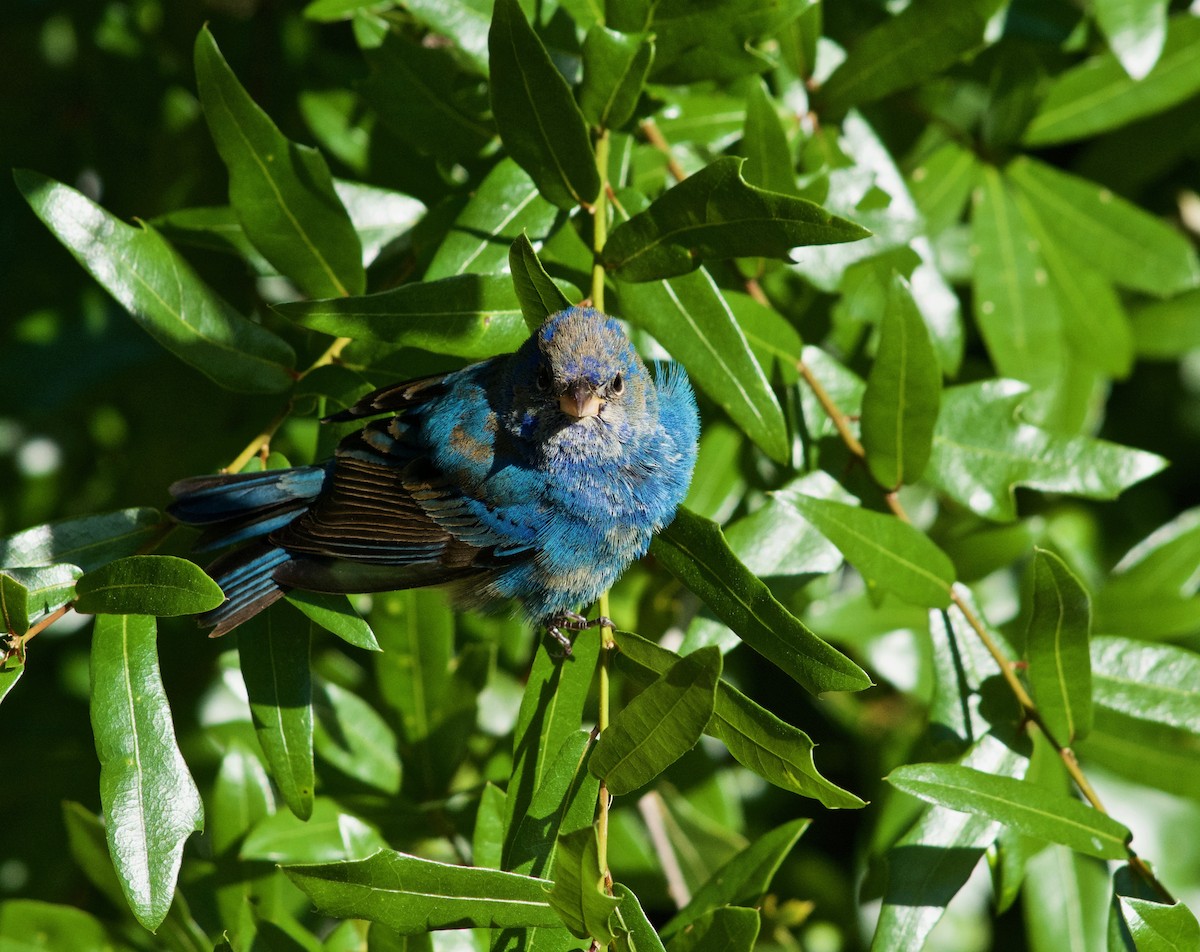 Indigo Bunting - ML633932478