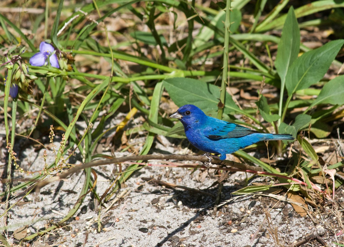 Indigo Bunting - ML633932480