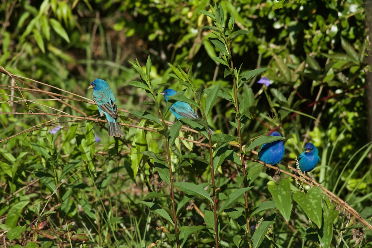 Indigo Bunting - ML633932483