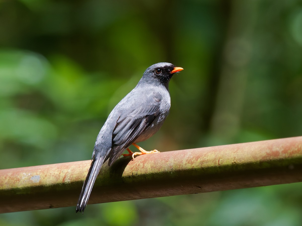 Black-faced Solitaire - ML633932504