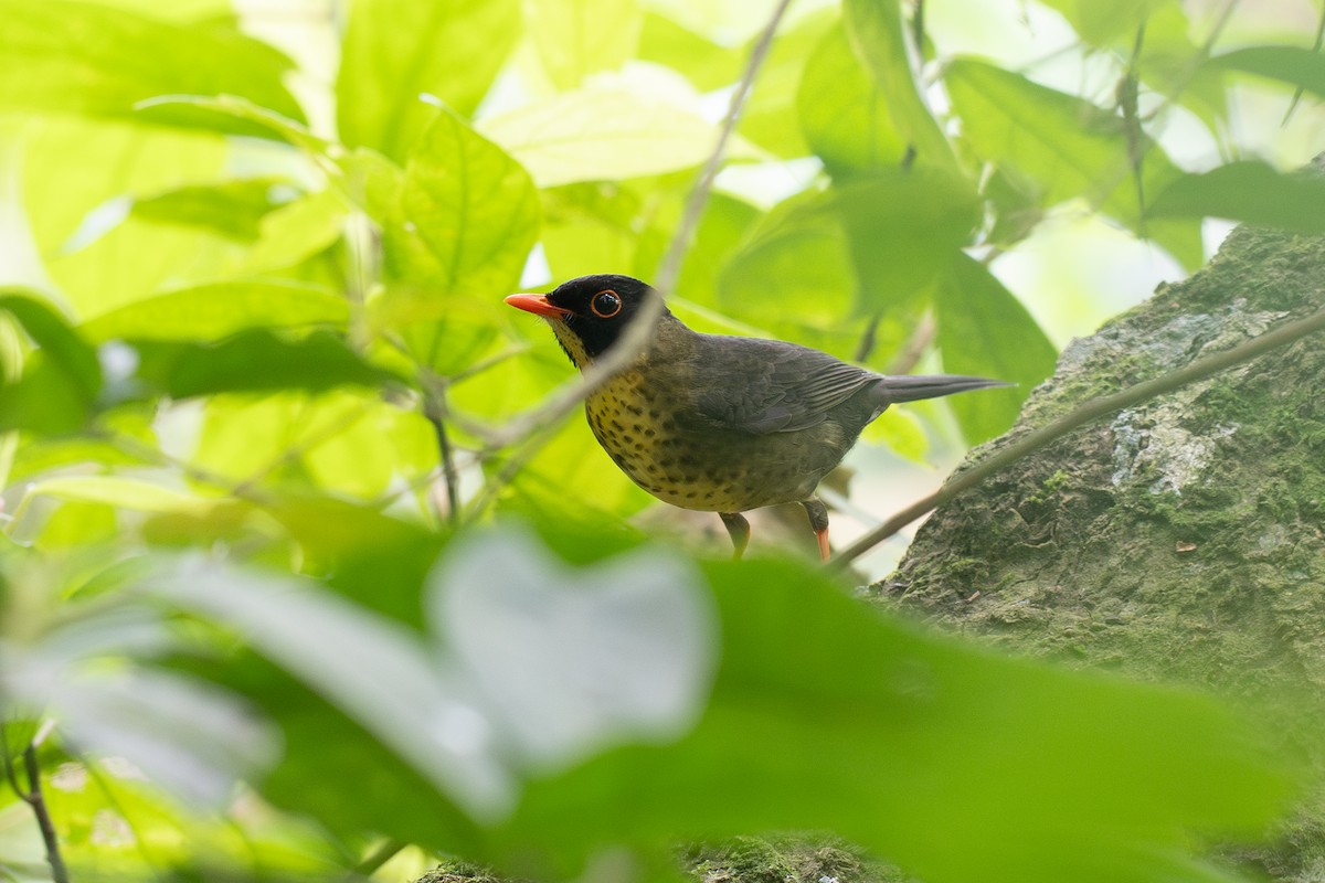 Yellow-throated Nightingale-Thrush - ML633932583