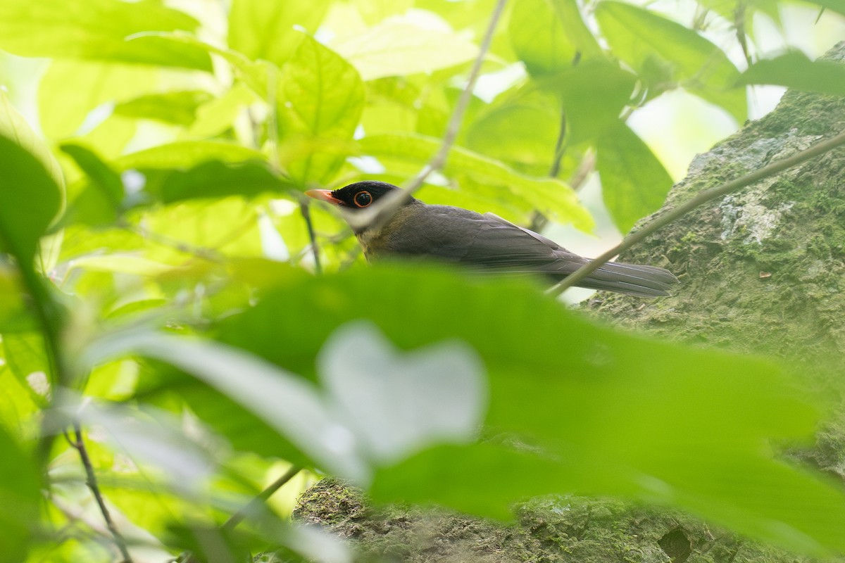 Yellow-throated Nightingale-Thrush - ML633932584