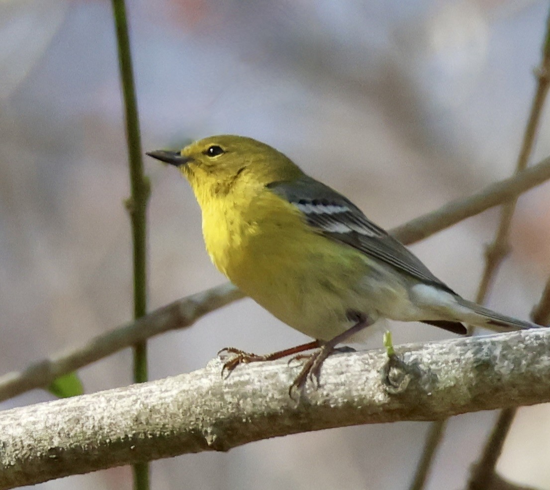 Pine Warbler - ML633932607