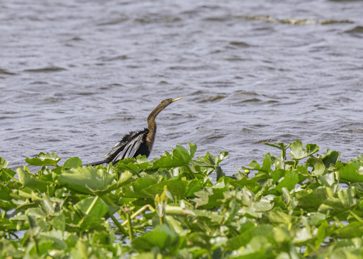 anhinga americká - ML633932720