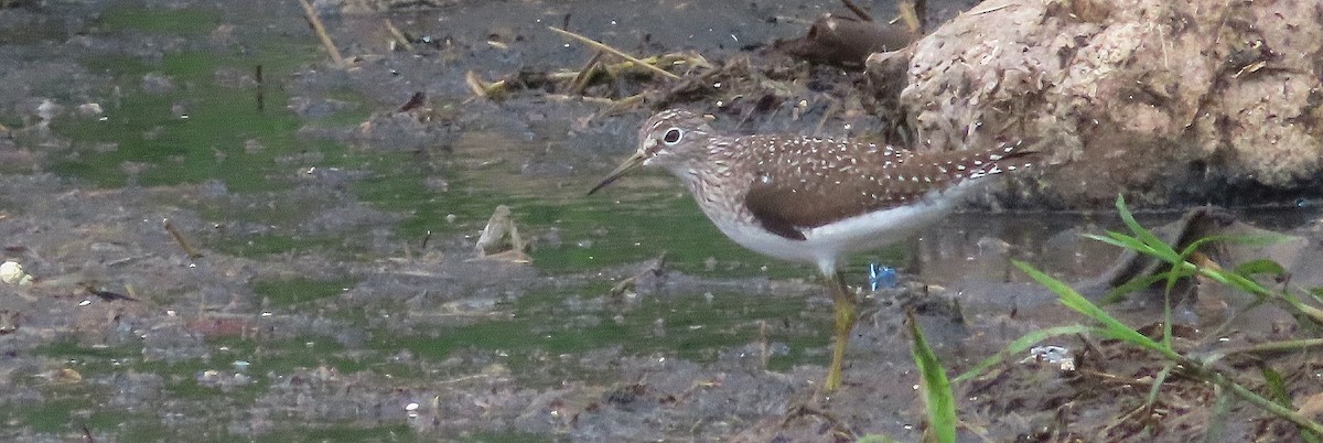 Solitary Sandpiper - ML633932849
